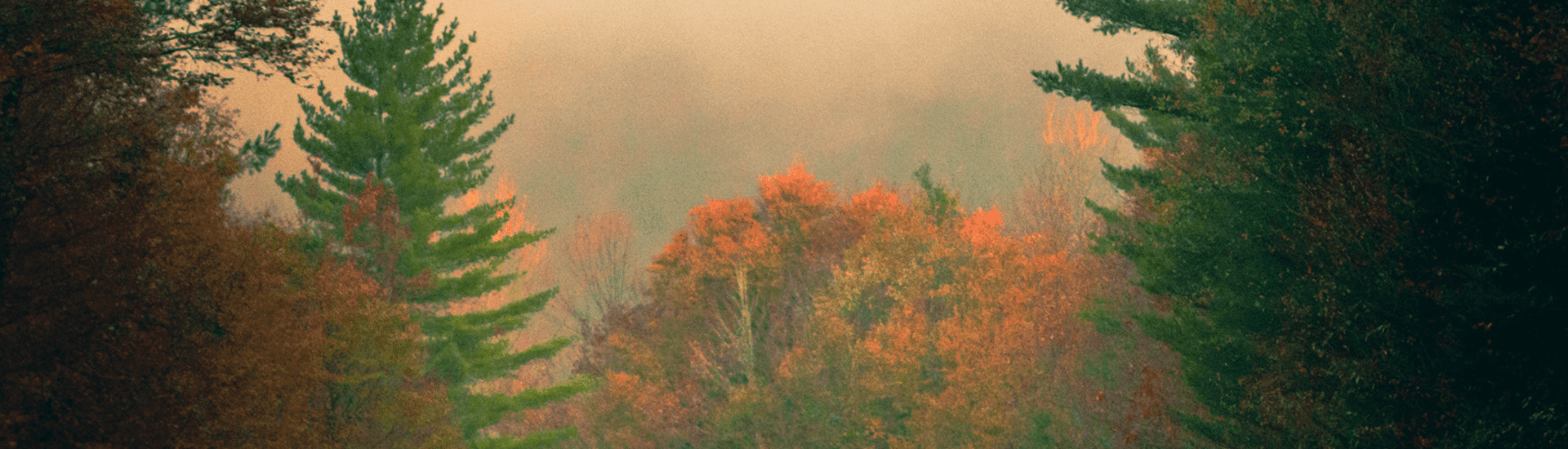A misty landscape of trees with autumn foliage in various shades of orange and red.