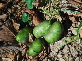 Four green, elongated fruits nestled among dry leaves and grass.