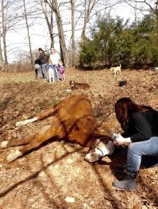 horse laying on ground with lady next to him