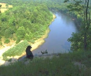 dog sitting on bluff overlooking river