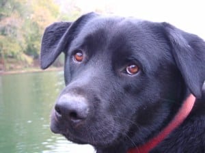 black dog with sweet expression wearing red collar